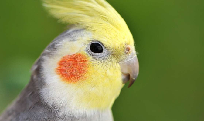 Quem São os Pets não Convencionais Domésticos