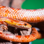 Pets Não Convencionais Exoticos - Corn Snake 2