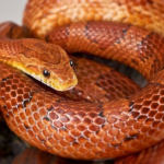 Pets Não Convencionais Exoticos - Corn Snake