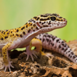 Pets Não Convencionais Exoticos - Geko Leopardo 2