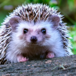 Pets Não Convencionais Exoticos - Hedgehog