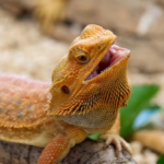 Pets Não Convencionais Exoticos - Pogona