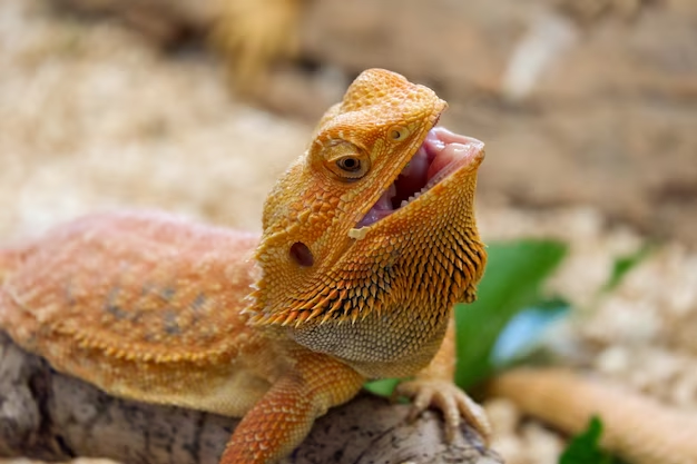 Pets Não Convencionais Exoticos - Pogona