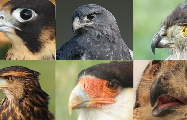 Aves de Rapina – Águias, Gaviões, Falcões e Corujas