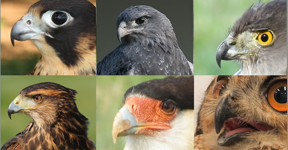Aves de Rapina – Águias, Gaviões, Falcões e Corujas