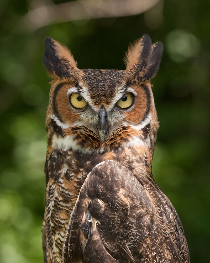 Corujão ou jacurutu (Bubo virginianus)