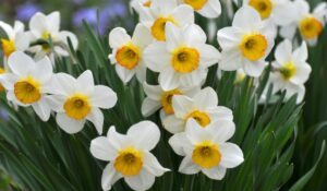 Plantas Toxicas para Aves Narcissus