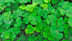 Plantas Toxicas para Aves Trevo. 