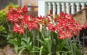 Plantas Toxicas para Aves Flores de Amaryllis 