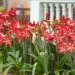 Plantas Toxicas para Aves Flores de Amaryllis