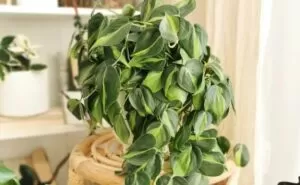 Plantas Toxicas para Aves Philodendron